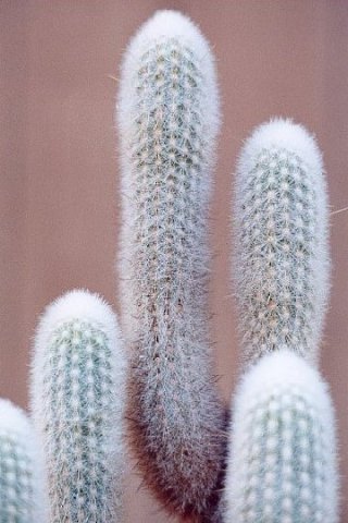 Thrixanthocereus_senilis